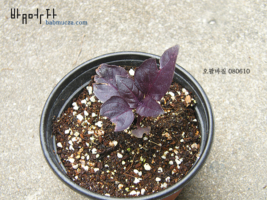 오팔바질