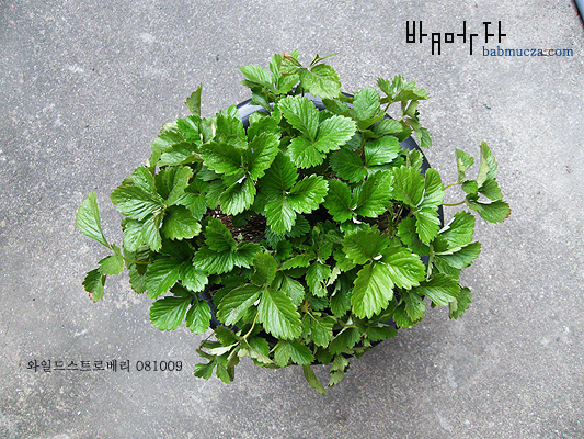 와일드스트로베리