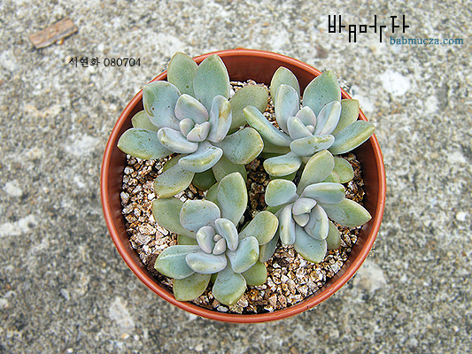 석연화
