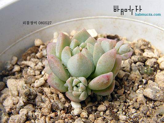 리틀장미
