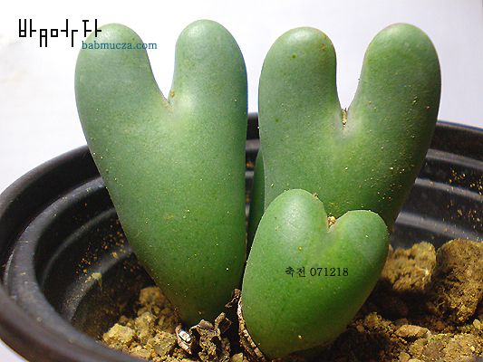 축전