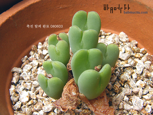 축전 탈피완료