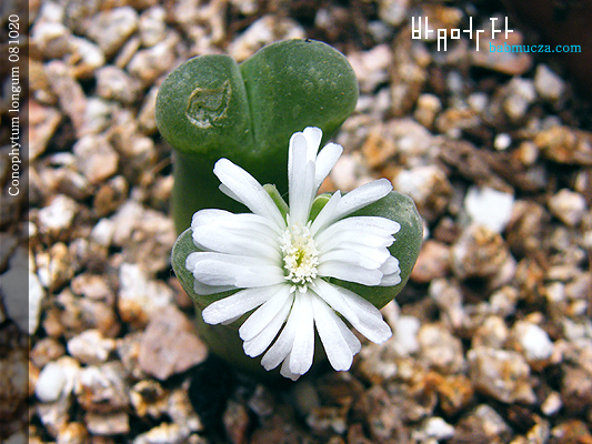 Conophytum longum
