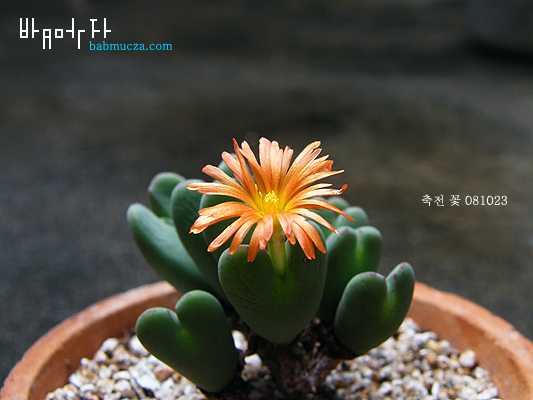 축전 꽃