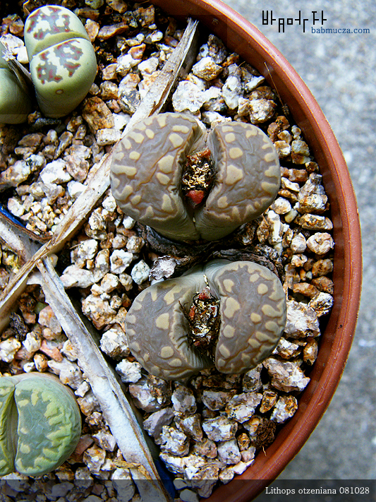Lithops otzeniana