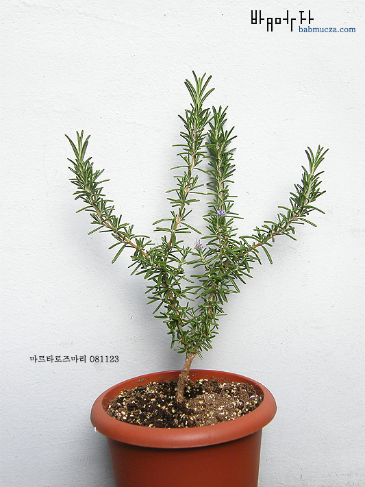 마르타 로즈마리