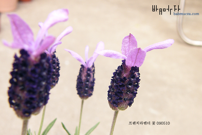 프렌치 라벤더 꽃