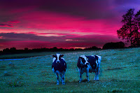 Cows in the dusk