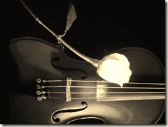 white rose n violin