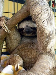 oso.perezoso oso.perezoso