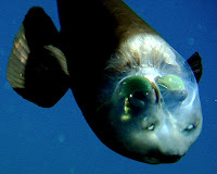 fish-transparent-head1.jpg