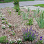 sonny's Beside the Driveway garden