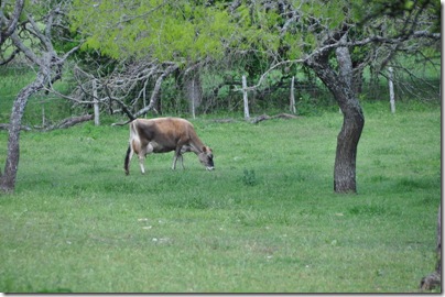 Hill Country 2010 096