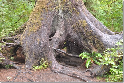 Hoh Rain Forest 085