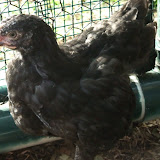 May 15 2010 014.jpg
