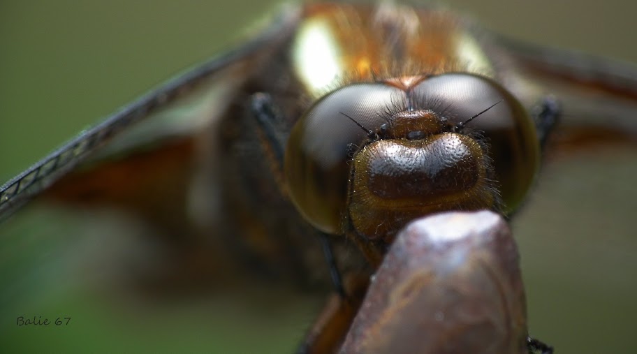 Fun & Info @ Keralites.net