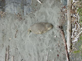 DSC01633.JPG