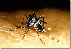 dengue1-300x208