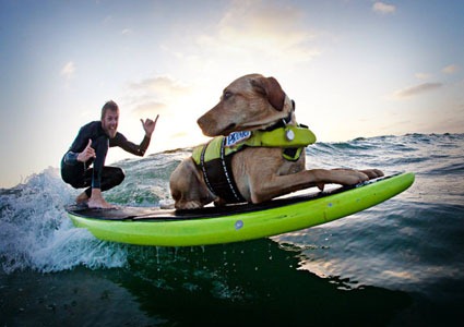 [Surf DogTS[5].jpg]
