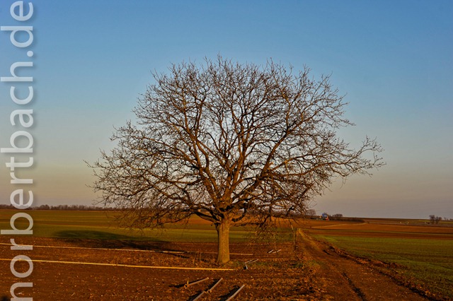 [2011-01-29--16-21___20110129162151014[5].jpg]