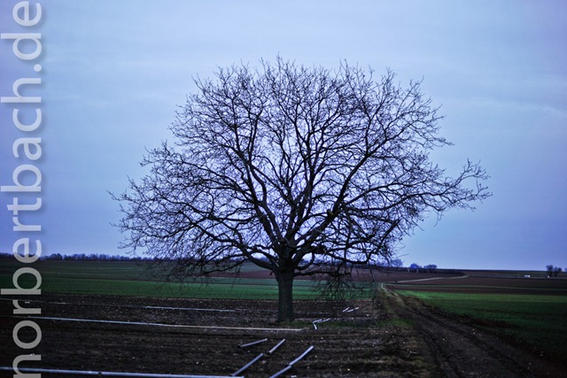 [2011-02-13---17-56---20110213175356046_DSC8550[2].jpg]
