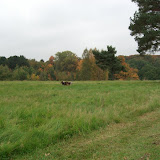 Vi havde det flotteste efterår i 2008. Her fra Lyngby Parkkirkegård.