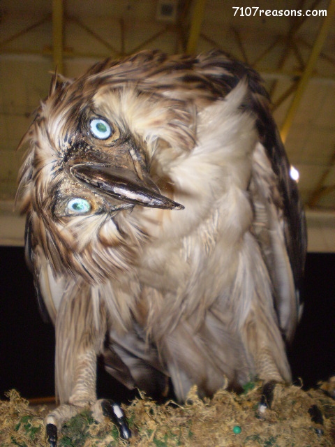 Reason#15 Now This Is A Big Bird
