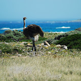  &ndash; Wild Ostrich &ndash; 03-Oct-2009