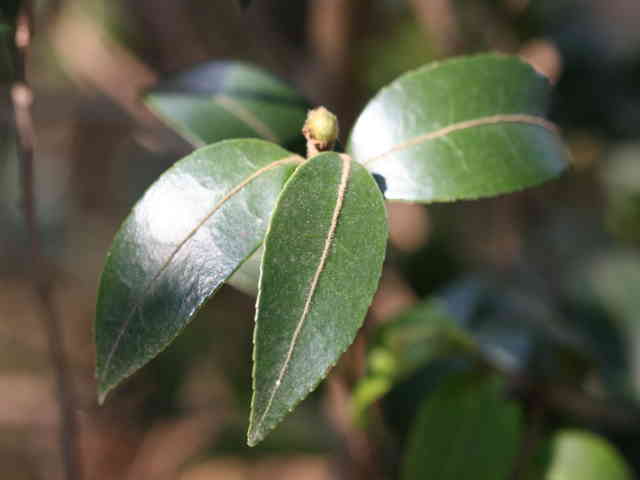 油茶-葉3.jpg