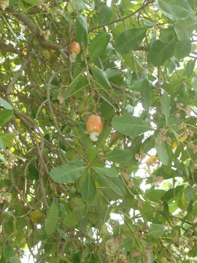 Cashew market news