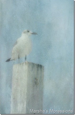 sea gull on a post