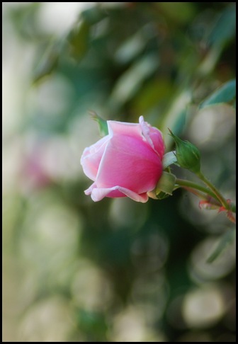 rose blur
