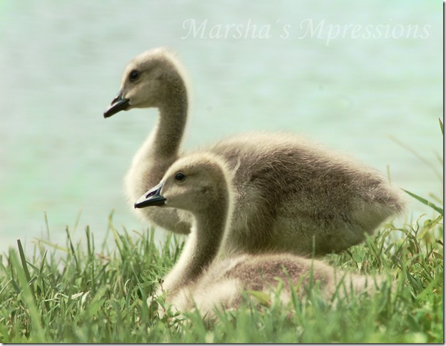 goslings edited with blue boyou saturation 60 copy with watermark