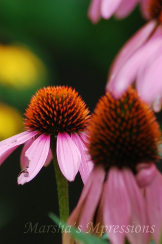 [cone flower blured and pop of color with watermark[4].jpg]