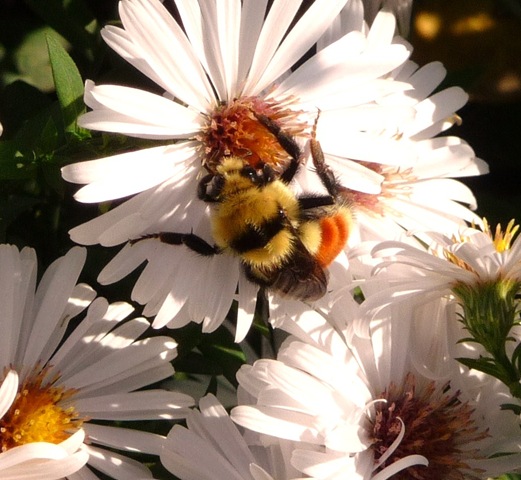 [bees0197.jpg]