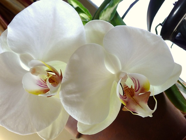 [orchid0057.jpg]