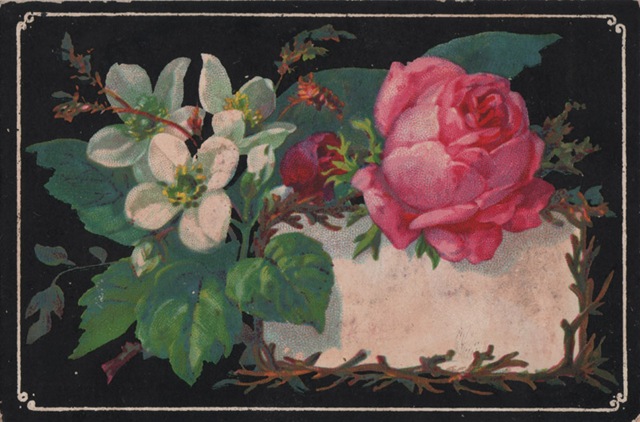 [VictVign_roses0053.jpg]