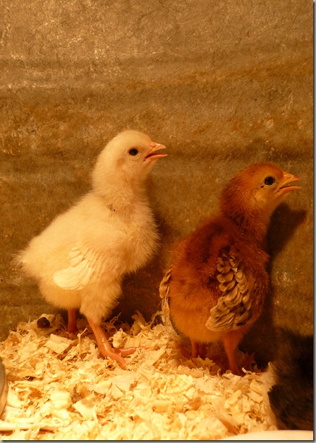 chicks 010