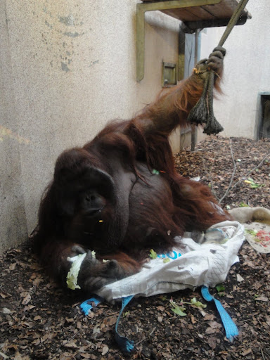 El orangután obeso