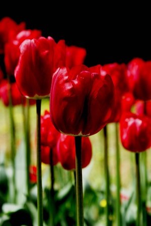 [tulips_by_Nekibuya[7].jpg]