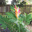 Heleconia pink and orange