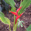 Heleconia large orange