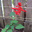 Salvia