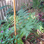 Tree fern
