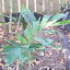 Black Palm