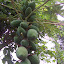 Pawpaw
