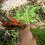Carrots