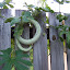 thick snake beans Seeds