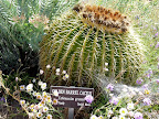 Golden Barrel Cactus