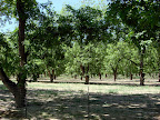 Pecan Orchard